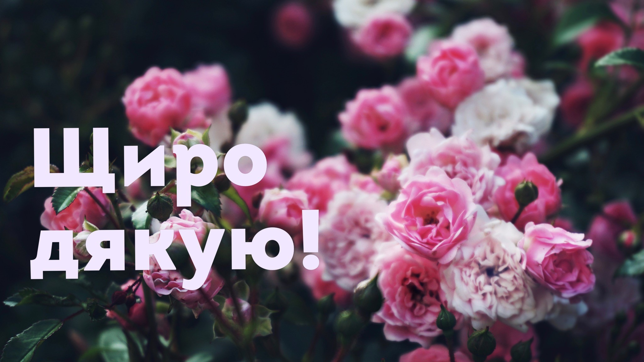 How To Say thank You In Ukrainian 8 Useful Expressions with Audio 